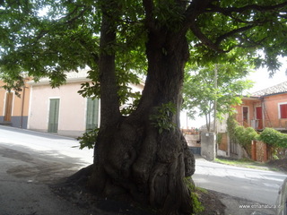 Castagno di Rinazzu